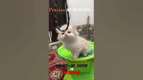 Watch the video about Persian Kittens are available at Monarch’s Farm ! comment or DM US ONN INSTAGRAM AT- cat_cluster