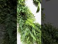 Raz 36" Fern Wreath W4502036