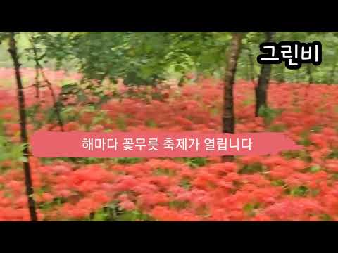 함양 상림 꽃무릇 축제