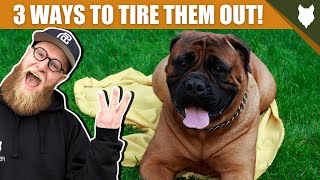 3 Tips To Tire Out Your BULLMASTIFF Puppy by Will Atherton Bullmastiff Show 2,239 views 3 years ago 3 minutes, 42 seconds