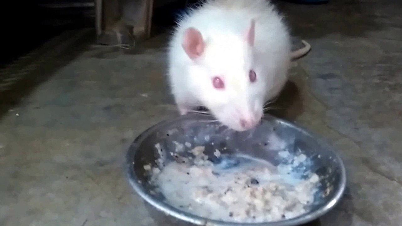 White mouse eating food looking So Cute YouTube
