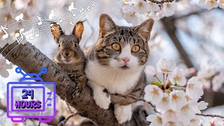 24 HOUR Relaxing Music for Cats with Anxiety | Sleep Music for Cats | Videos for Cats #188 by Dream Relax My Cat 2,329 views 2 weeks ago 24 hours