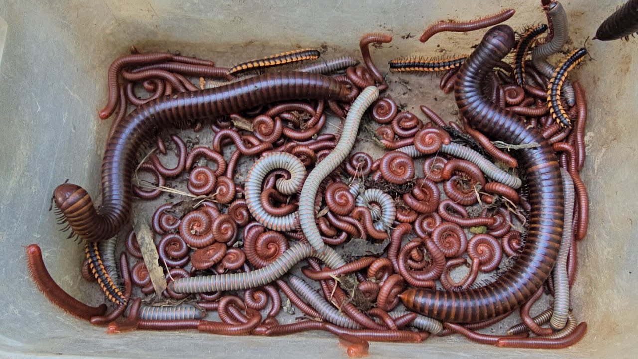 Фантастический улов: одновременно 2 большие многоножки и 1000 маленьких красных и белых многоножек.