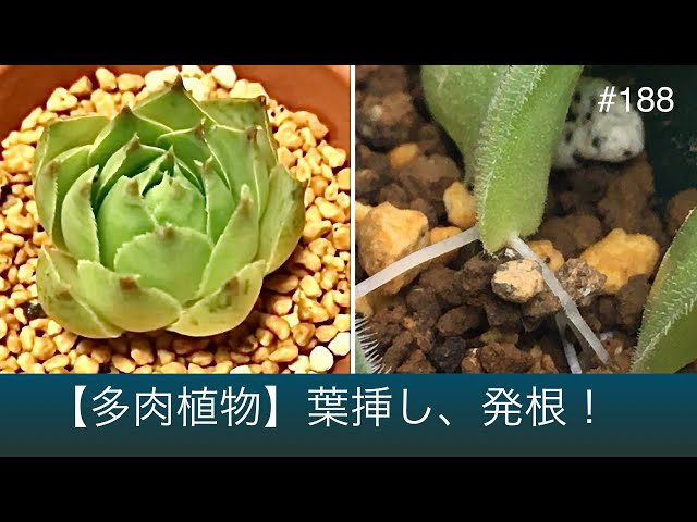 専用　多肉植物　プベスケンス　葉挿し 多肉植物】葉挿しから根が出た！【センペルビウム】 - YouTube