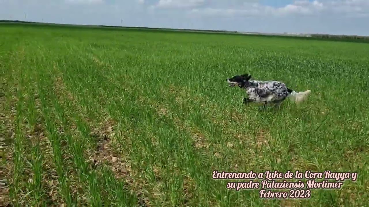 Luke y Mortimer, grandes en el terreno y siempre en mano.