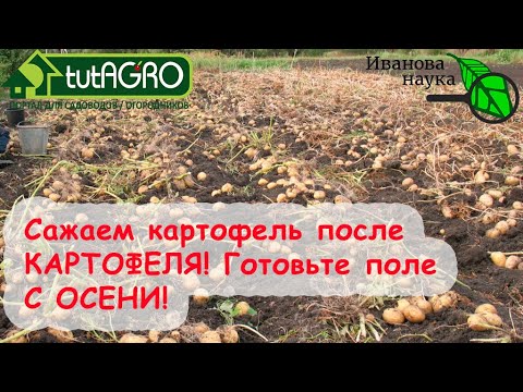 КАК САЖАТЬ КАРТОФЕЛЬ ПОСЛЕ КАРТОФЕЛЯ? Только при выполнении этих условий! Начните готовиться осенью!