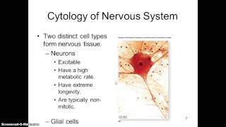 Ch. 14 Nervous Tissue - (Module III) Part 1