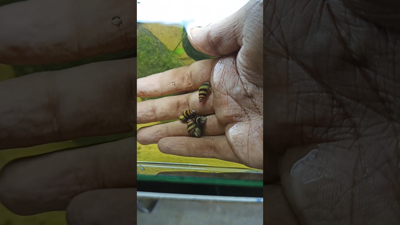 Snail killer Assassin snail add my low tech planted tank #shorts #ytshorts