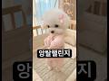 숑이네 앙탈챌린지 🐶🎶🎵 #앙탈챌린지 #춤추는강아지 #강아지뮤직댄스 #뮤직챌린지 #강아지댄스ai