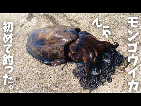 【エギング】初心者でも最高の春イカ釣れた