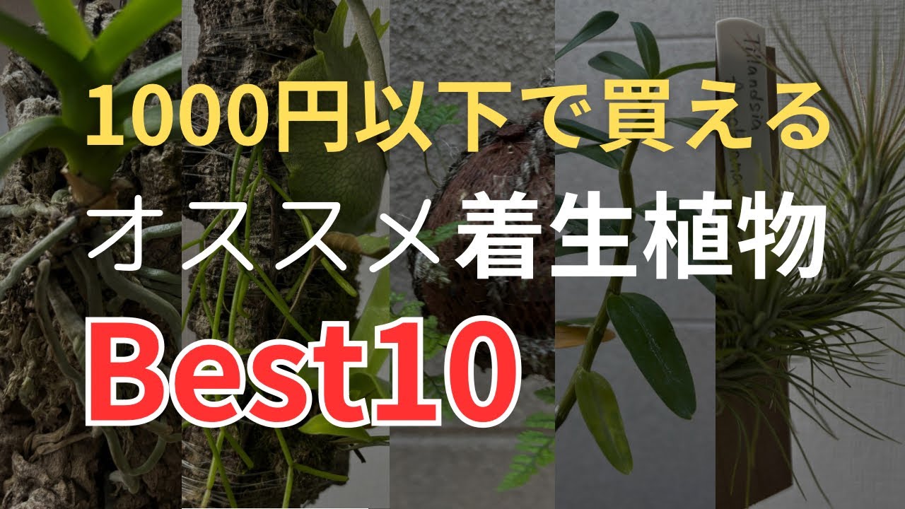 1000円以下で購入できるオススメの着生植物を紹介