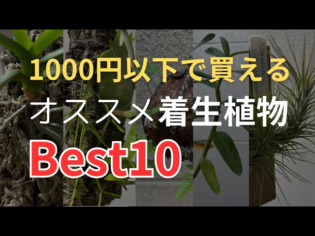 希少・美苔仕立て】ゲオゲナンツス ポエピギー コルク着生 希少・美苔