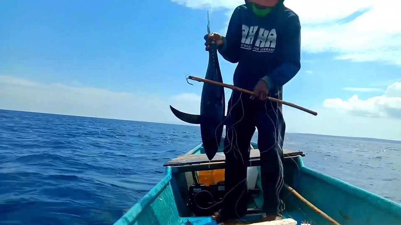 MANCING TUNA DAN CAKALANG DI KAWANAN IKAN HIU