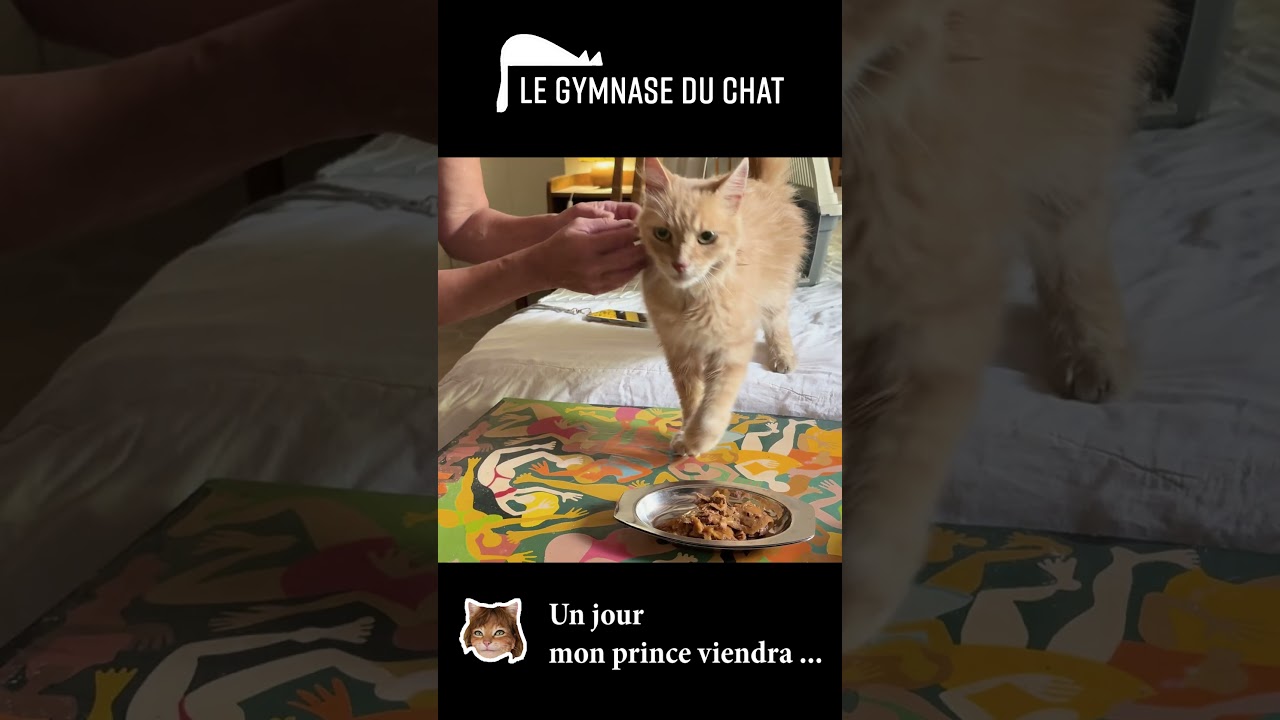 LES CHATS DE SOPHIE : Un chat récupéré en urgence suite à la disparition de sa maîtresse