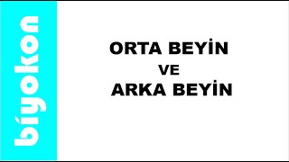 10. Ders 11. Sınıf Biyoloji Ayt Orta Beyin Ve Arka Beyin