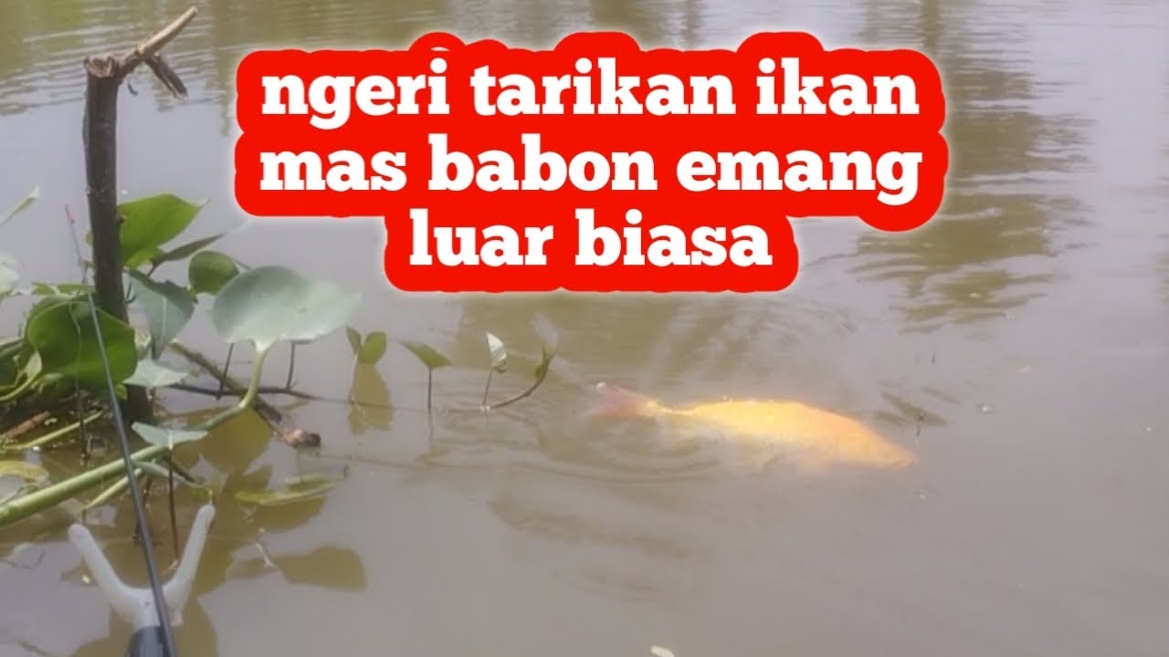 Jarang pemancing tau kalau Spot ini banyak ikan masnya