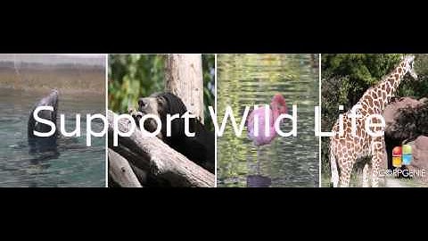 Create free flash headers without coding - corpgenie flash header builder