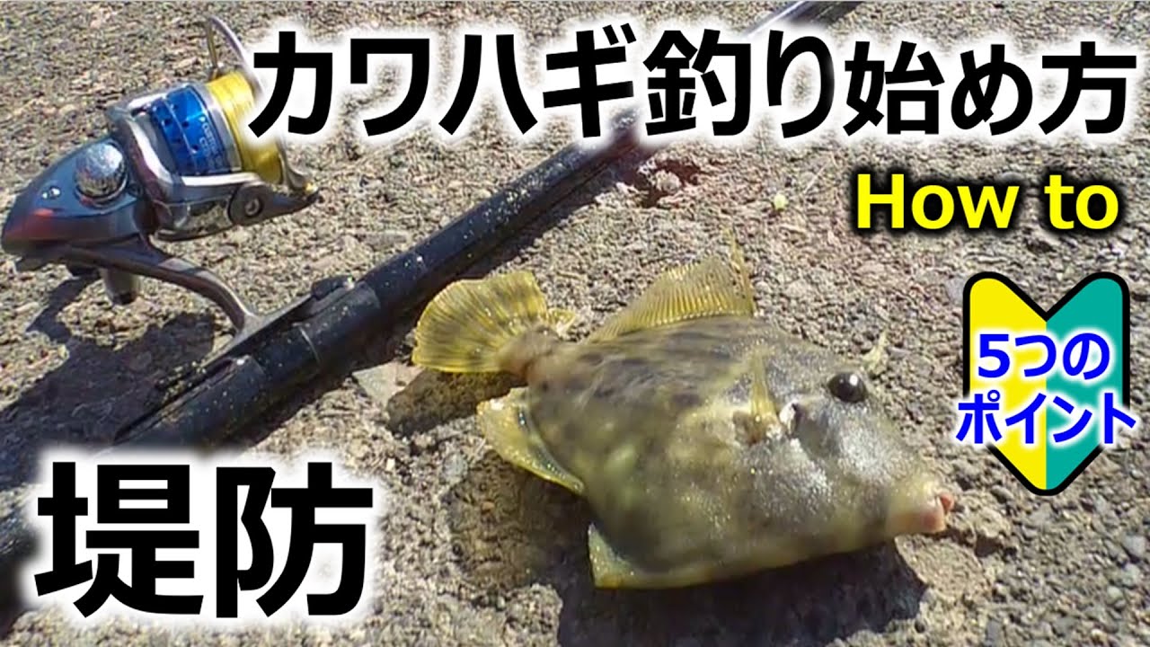 【入門マニュアル】堤防カワハギ釣り How to～5つのポイント～ 初心者必見！！