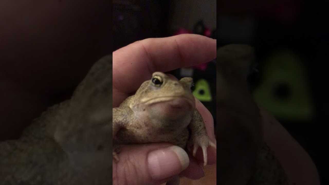 Singing Toad - YouTube