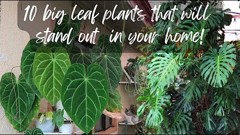 10 BIG LEAF PLANTS THAT WILL STAND OUT TO YOUR HOME!