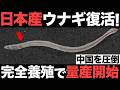 【超朗報】日本産ウナギが復活！ウナギ完全養殖がとんでもないことに！【100万匹】【量産化】【脱中国】