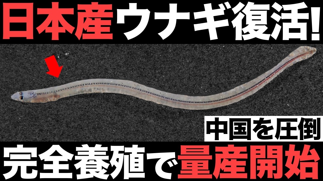【超朗報】日本産ウナギが復活！ウナギ完全養殖がとんでもないことに！【100万匹】【量産化】【脱中国】