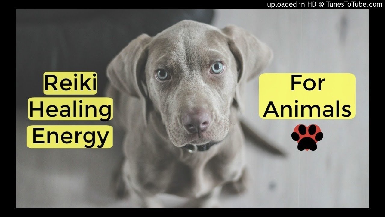reiki music for dogs