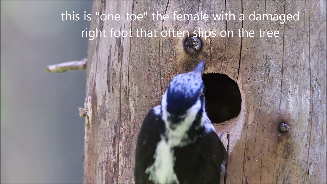 Three toed Woodpecker 15 June 2020 