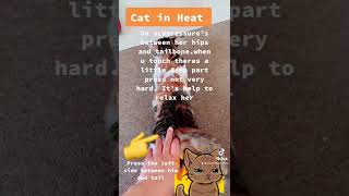 Cat in Heat acupressure point