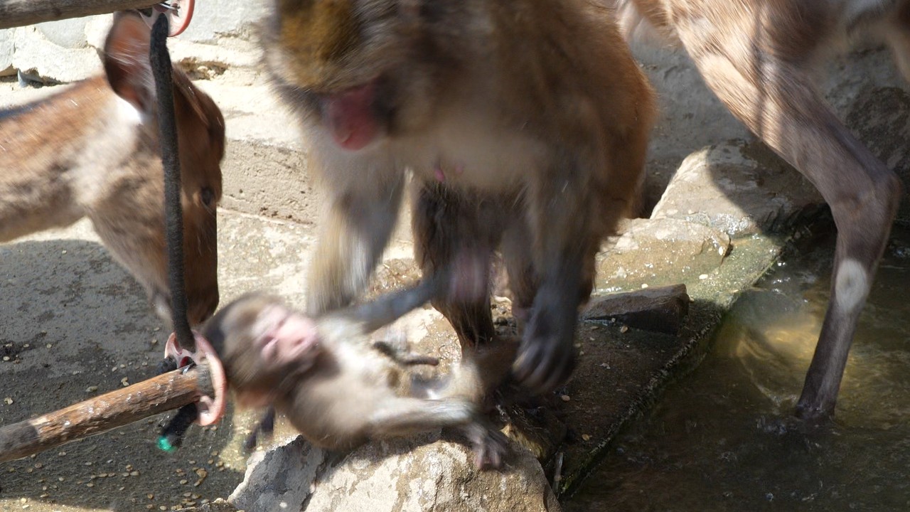 Драгоценные моменты: Робкое погружение маленькой обезьянки во влажный мир / monpai monyet baby bibi