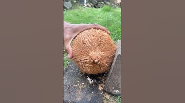 Amazing skill of removing a round coconut from its shell