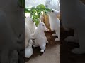 OMG! 😲 So Many White Bunnies Fighting for Leaves 🐰🌿 #Shorts