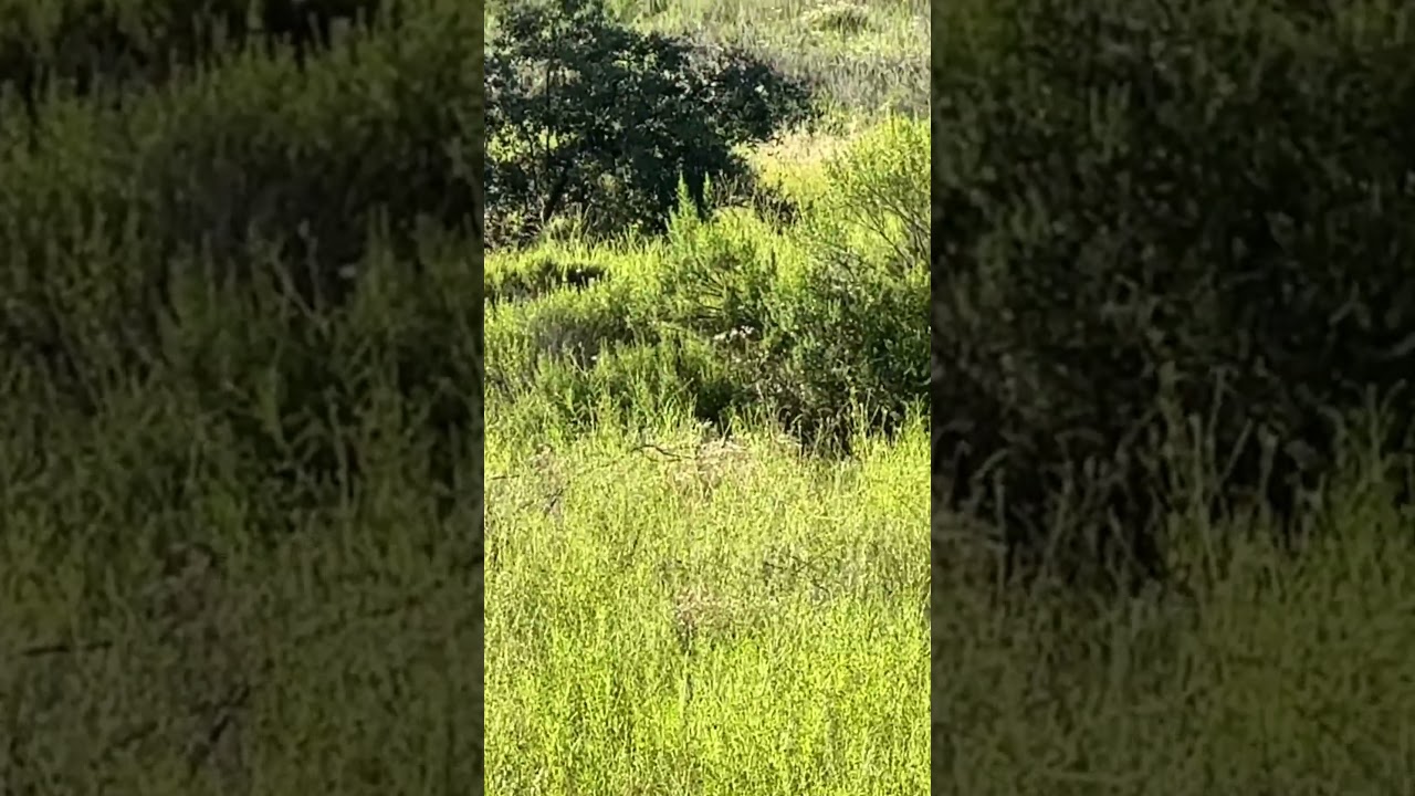 Flying mule deer in north county San Diego. Always fun to see deer in Escondido. #deer￼