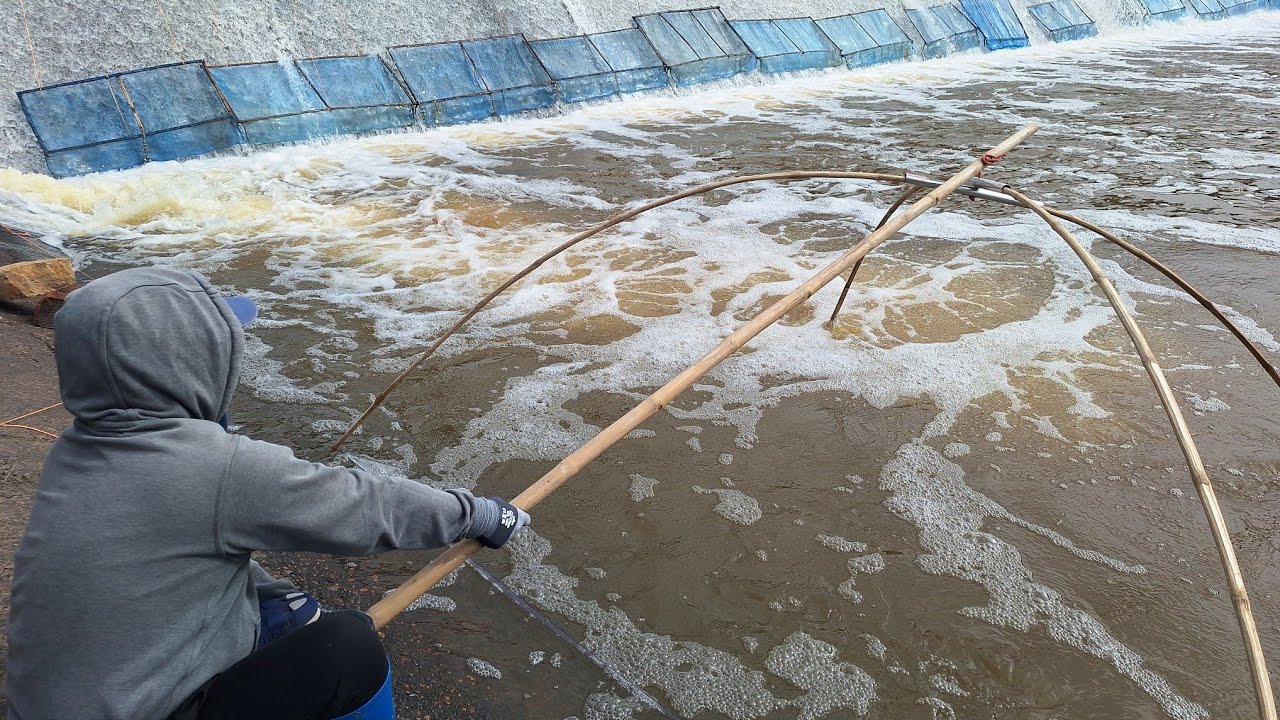 หัวลมออกน้ำลด  ยกสะดุ้ง‼️ปลากะไทเข้าสะดุ้งเป็นหมู่ๆม่วนคัก20พ.ย.68