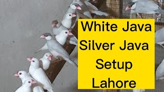 White Java Colony Setup Silver Java Colony Java Adult Java Breeders Lahore