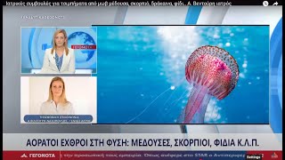 Μωβ Μέδουσα, σκορπιός, δράκαινα, φίδι.. Τι κάνουμε σε περίπτωση τσιμπήματος