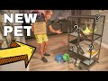 BUYING My NEW Pet Rat!! (Cage Set-up)