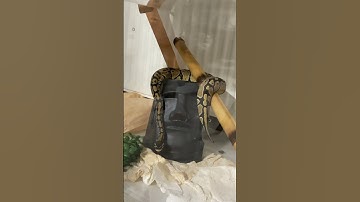 رخو بین به به #ballpython #پایتون #reptiles #مار #animals #python #pets #snake