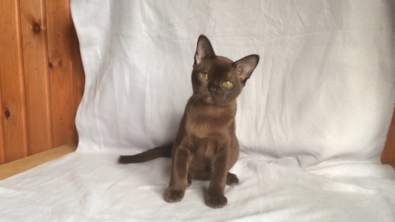 Соболиная Кошка Фото