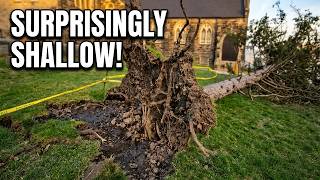 Windstorm Blew Over This Tree Look At How Shallow Pine Tree Roots Are