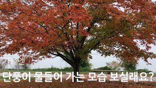 🇺🇸울긋불긋!! 가을이라 단풍이 물드네요GOGOSSING LIFE