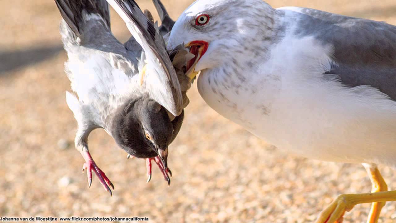 'Huge' killer seagull picks off Hyde Park pigeons mayonnaise