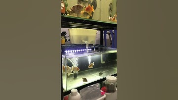 Nuôi cá vàng có cần sủi khí oxy không ? Huyền Phúc TV