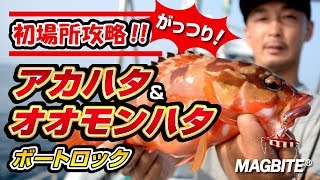 スイミング釣法deアカハタ＆オオモンハタをがっ釣り-マグバイト