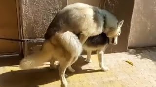 Powerful Dog Mating