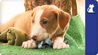 The Litter with Sharon Osbourne - Episode 9 by The Pet Collective Cares 3,535 views 10 years ago 6 minutes, 28 seconds