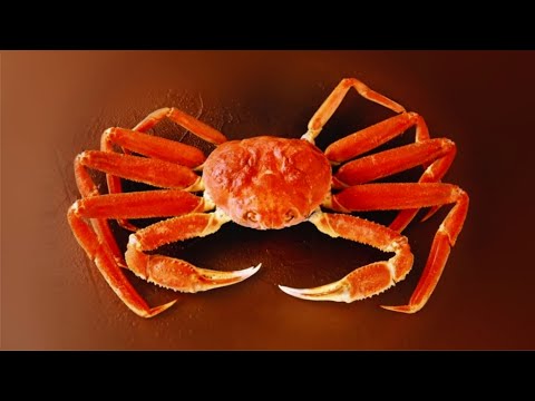 Краб-стригун опилио | Opilio snow crab