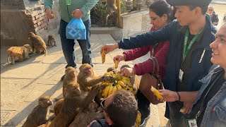 Feeding bananas and apples to monkeys, as well as a nutritious dinner for street dogs