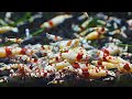 スピルリナの錠剤に群がるレッドビーシュリンプ 【アクアリウム】