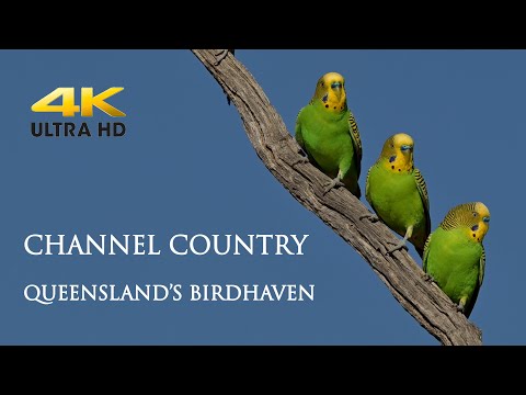 Wild Birds of Australia’s Outback / A Birdwatcher’s Paradise